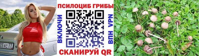 Псилоцибиновые грибы прущие грибы  Волхов 